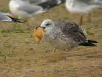 Goéland brun Larus fuscus 9E