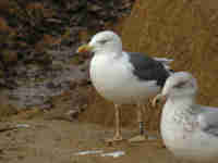 Goéland brun Larus fuscus AB5U