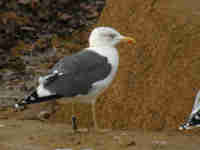 Goéland brun Larus fuscus AB5U