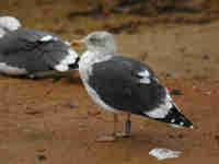 Goéland brun Larus fuscus DC·AF