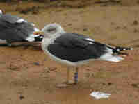 Goéland brun Larus fuscus DC·AF