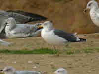 Goéland brun Larus fuscus EK21