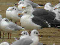 Goéland brun Larus fuscus H'F