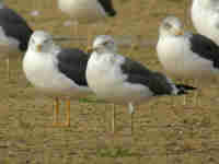 Goéland brun Larus fuscus H'F