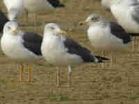 Goéland brun Larus fuscus H'F