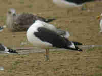 Goéland brun Larus fuscus intermedius JS61