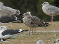 Goéland brun Larus fuscus LTA·J