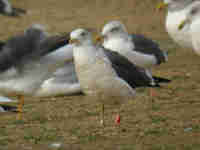 Goéland brun Larus fuscus