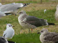 Goéland brun Larus fuscus R4