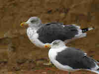 Goéland brun Larus fuscus Y972