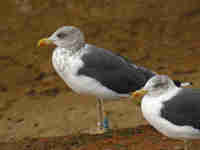 Goéland brun Larus fuscus Y972