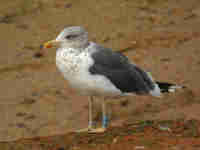 Goéland brun Larus fuscus Y972