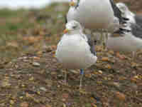 Goéland brun Larus fuscus 0N