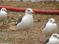 Goéland brun Larus fuscus A/E