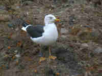 Goéland brun Larus fuscus D·HAR