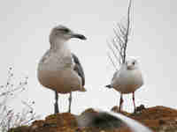 Goéland brun Larus fuscus GR·AK