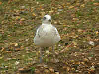 Goéland brun Larus fuscus GR·AK