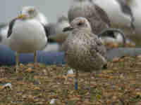 Goéland brun Larus fuscus V880