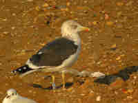 Goéland brun Larus fuscus DA·AV