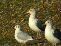 Goéland brun Larus fuscus J2JT