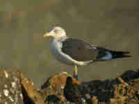 Goéland brun Larus fuscus J2JT