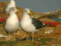 Goéland brun Larus fuscus KB·AN