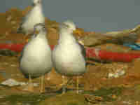 Goéland brun Larus fuscus KB·AN