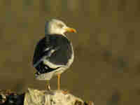 Goéland brun Larus fuscus NV