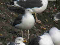 Goéland brun Larus fuscus X'1