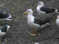 Goéland brun Larus fuscus 923K