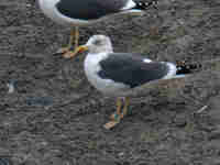 Goéland brun Larus fuscus EV60