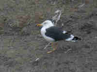  Goéland brun Larus fuscus F.AHB