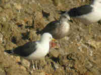 Goéland brun Larus fuscus C:M