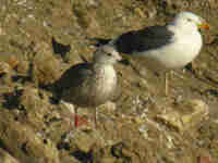 Goéland brun Larus fuscus C:M