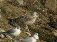 Goéland brun Larus fuscus V880