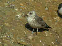 Goéland brun Larus fuscus V880