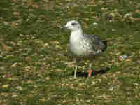 Goéland brun Larus fuscus 449K