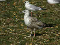 Goéland brun Larus fuscus 449K