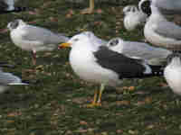 Goéland brun Larus fuscus AL