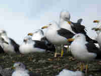 Goéland brun Larus fuscus E/A