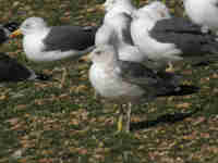 Goéland brun Larus fuscus H·759