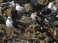 Goéland brun Larus fuscus 391K