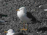 Goéland brun Larus fuscus 8M