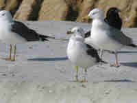 Goéland brun Larus fuscus B1