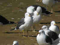 Goéland brun Larus fuscus B1