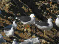 Goéland brun Larus fuscus C85