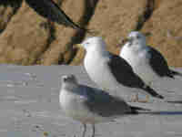 Goéland brun Larus fuscus D·PAJ