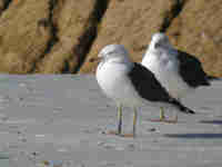 Goéland brun Larus fuscus D·PAJ