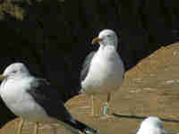 Goéland brun Larus fuscus EY41