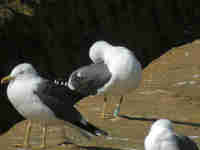 Goéland brun Larus fuscus EY41